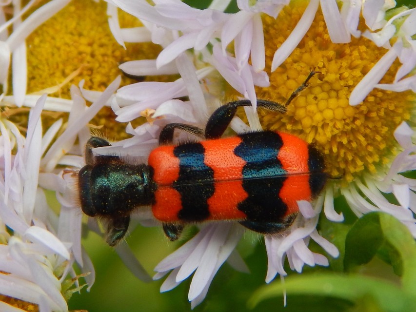Trichodes apiarius - szalagos méhészbogár