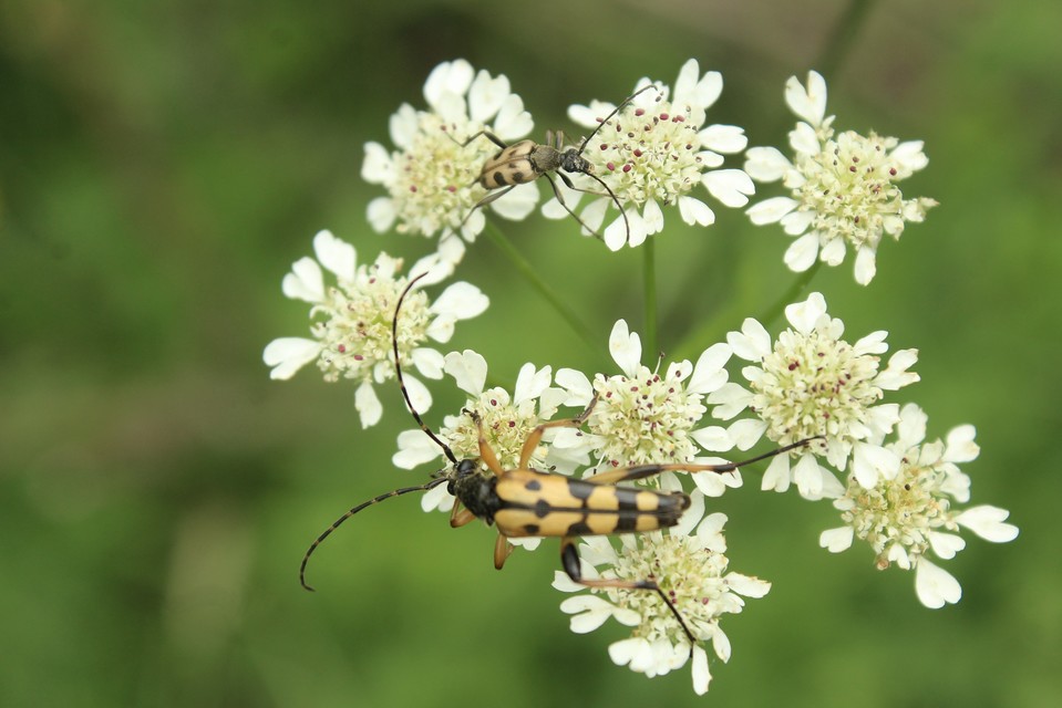 Rutpela maculata - tarkacsápú karcsúcincér
