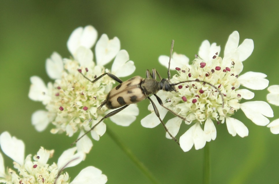 Pachytodes cerambyciformis - változékony virágcincér