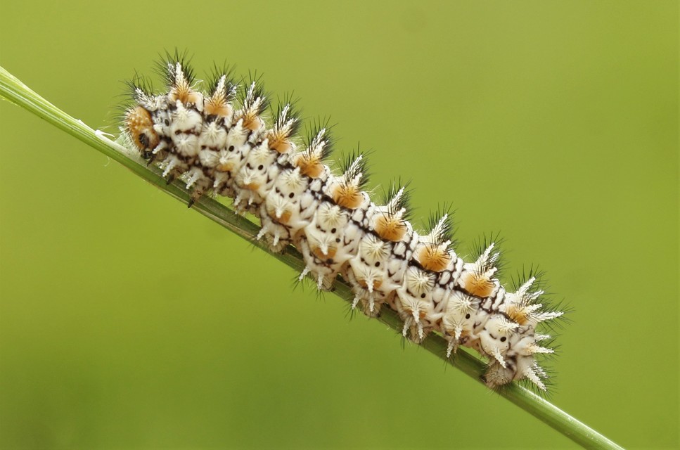 Melitaea didyma - tüzes tarkalepke