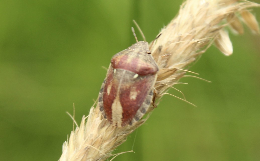 Eurygaster