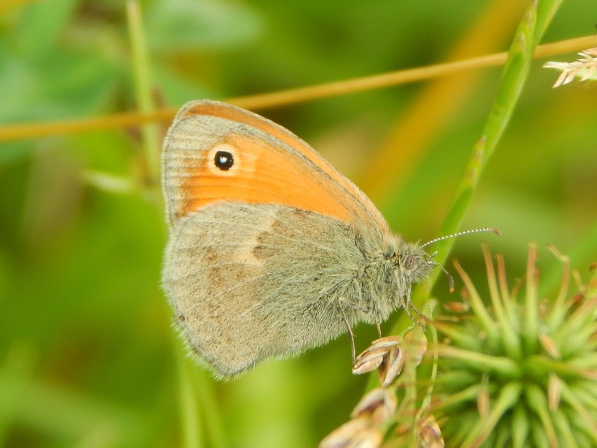 Coenonympha pamphilus - kis szénalepke