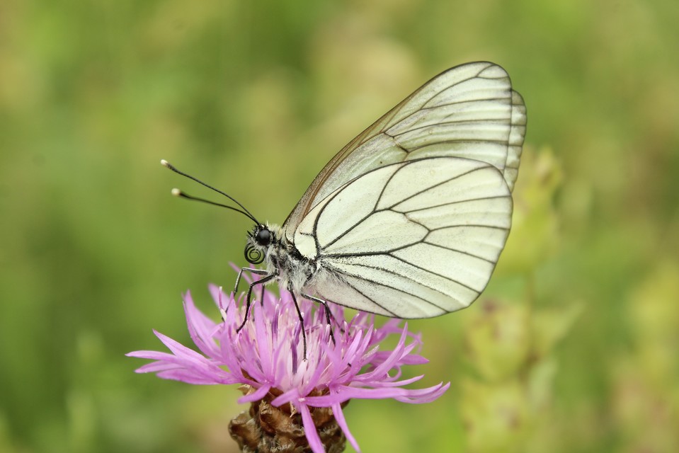 Aporia crataegi - galagonyalepke