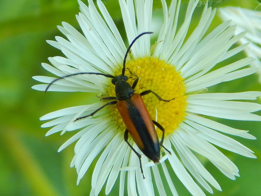 Stenurella melanura - feketevégű karcsúcincér