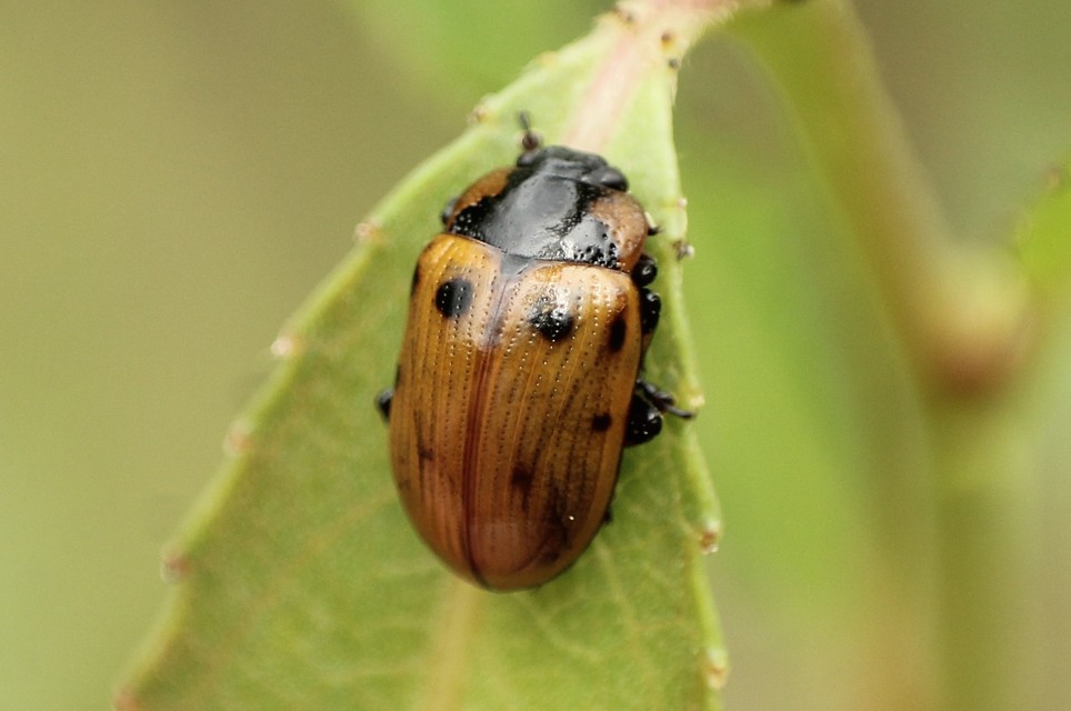 Gonioctena linnaeana