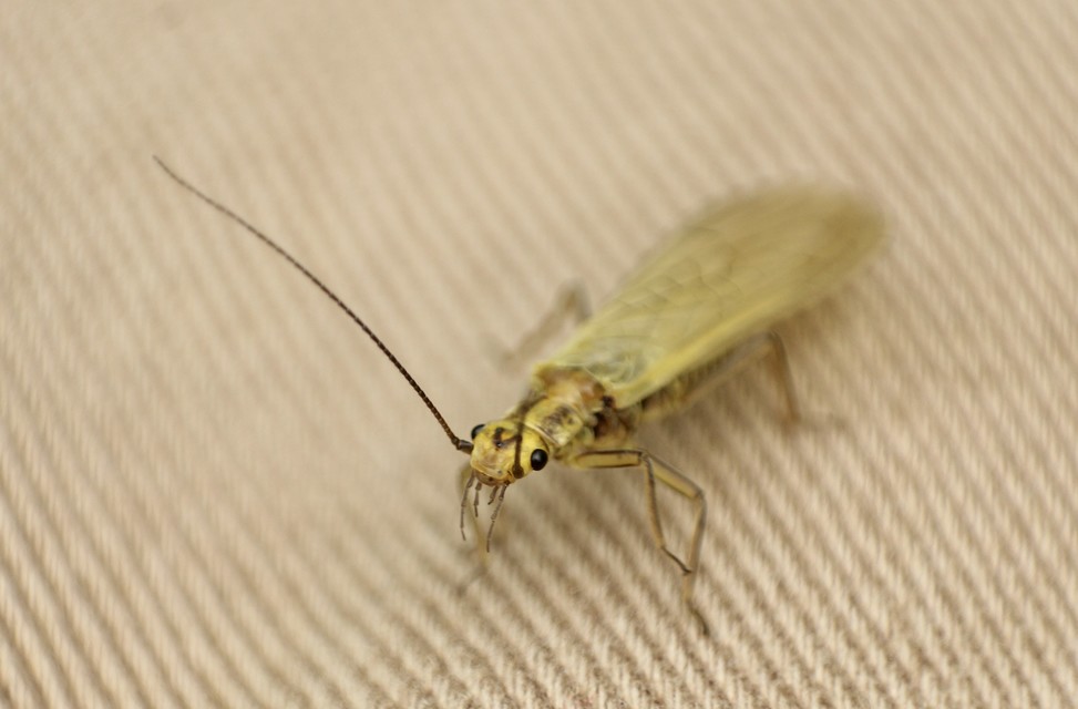 Isoperla