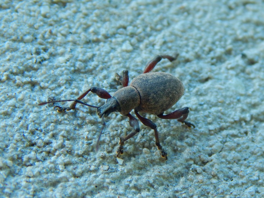 Dodecastichus