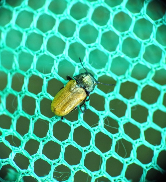 Labidostomis Labidostomis