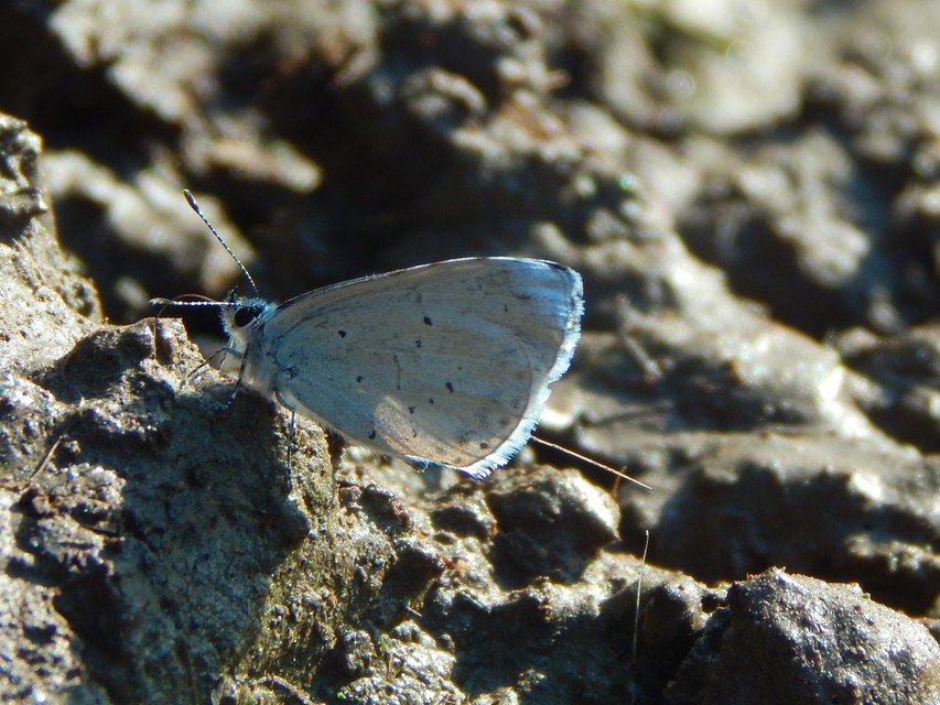 Celastrina argiolus - bengeboglárka