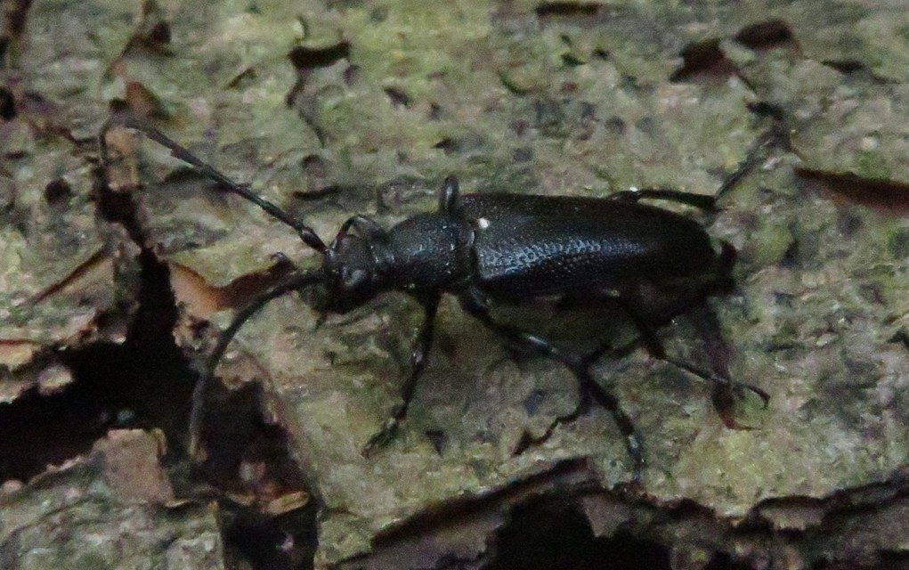 Stictoleptura scutellata - hegyi virágcincér