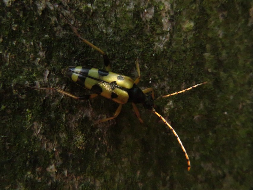 Rutpela maculata - tarkacsápú karcsúcincér