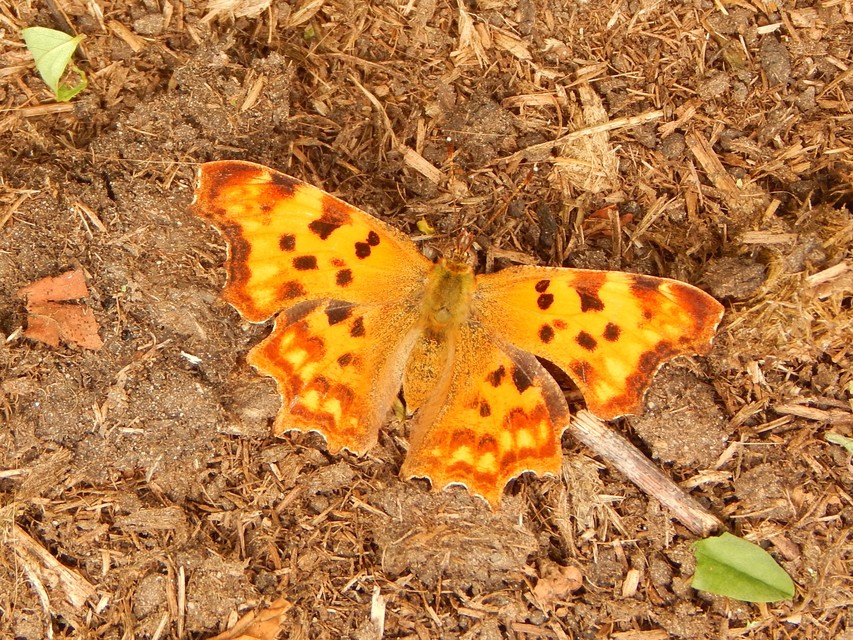 Nymphalis c-album - C-betűs lepke