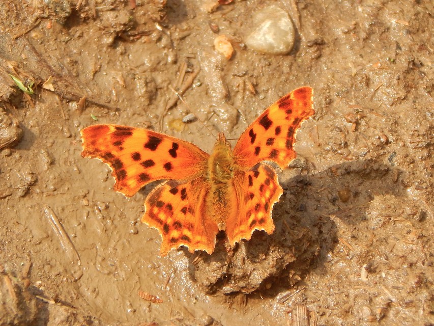 Nymphalis c-album - C-betűs lepke