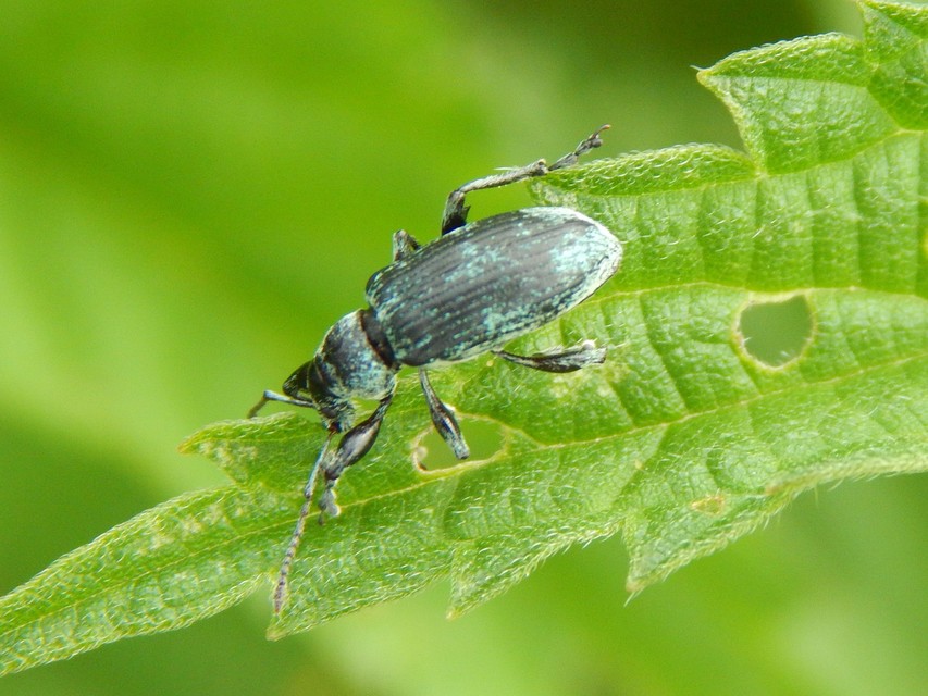 Phyllobius