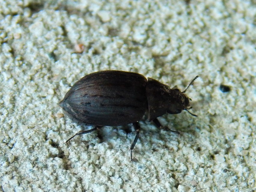 Byrrhus pilula - közönséges labdacsbogár