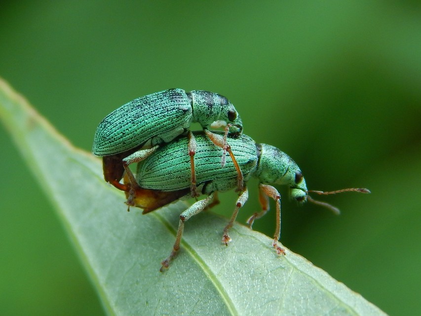 Polydrusus formosus - selymes lombormányos
