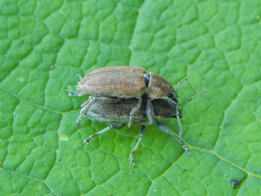 Tanymecus palliatus - közönséges hegyesfarúbarkó