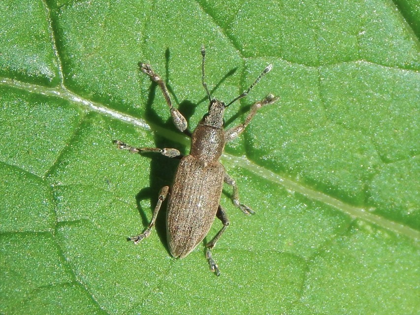 Tanymecus palliatus - közönséges hegyesfarúbarkó