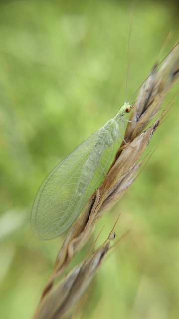 Chrysopidae - zöldfátyolkák