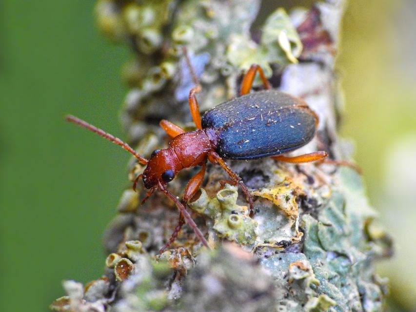 Brachinus