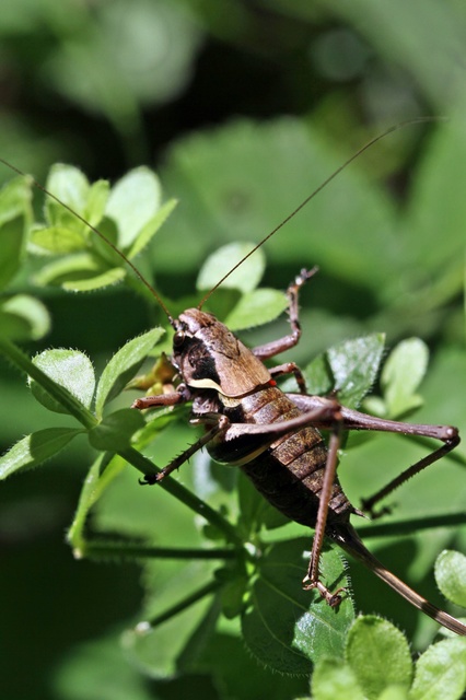 Pholidoptera aptera - nagy avarszöcske