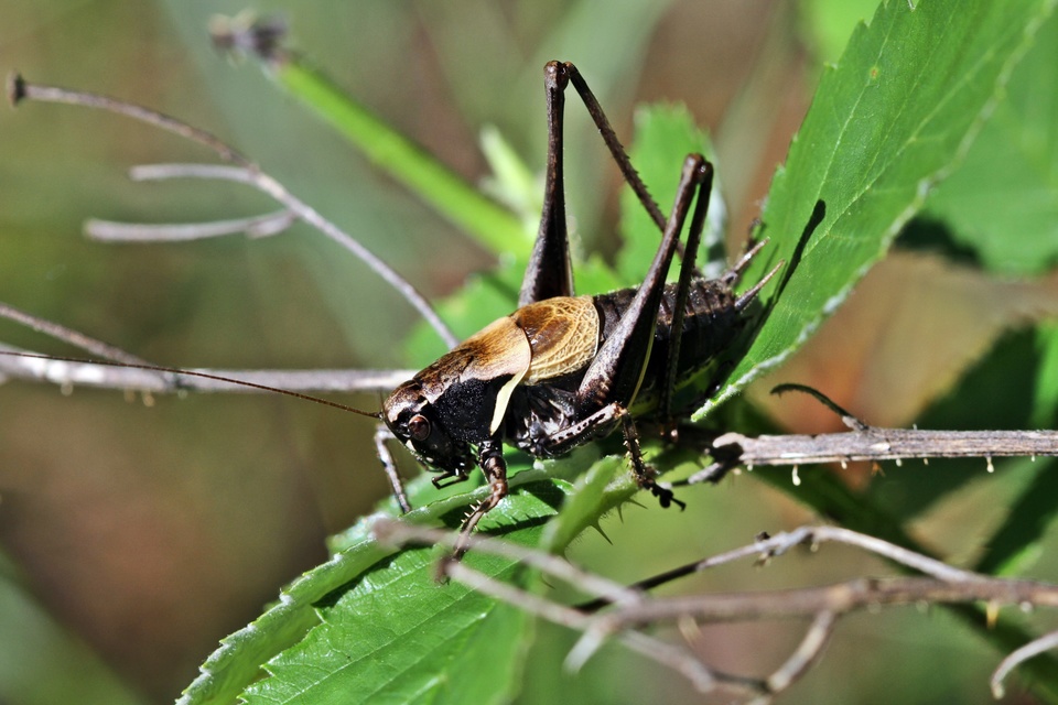 Pholidoptera aptera - nagy avarszöcske