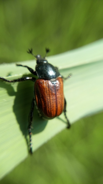 Anisoplia lata - széles szipoly Anisoplia lata - széles szipoly