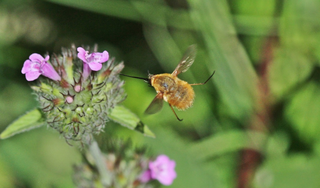 Bombyliinae