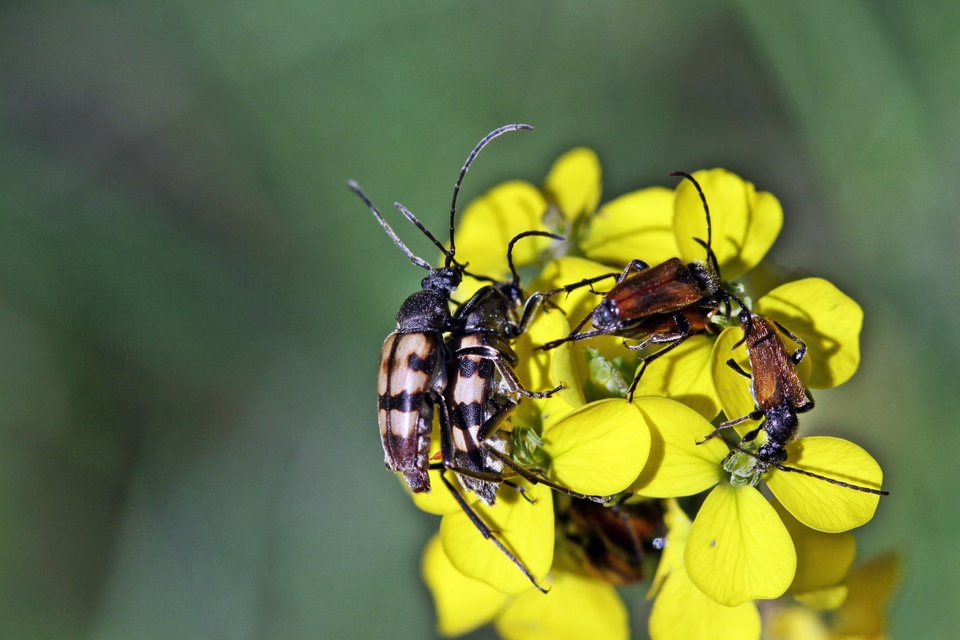 Pachytodes erraticus - rajzos virágcincér
