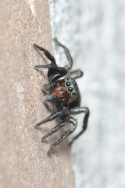 Phlegra fasciata - sávos ugrópók