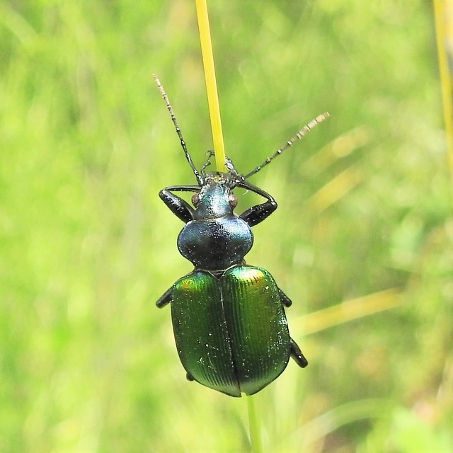 Calosoma sycophanta - aranyos bábrabló