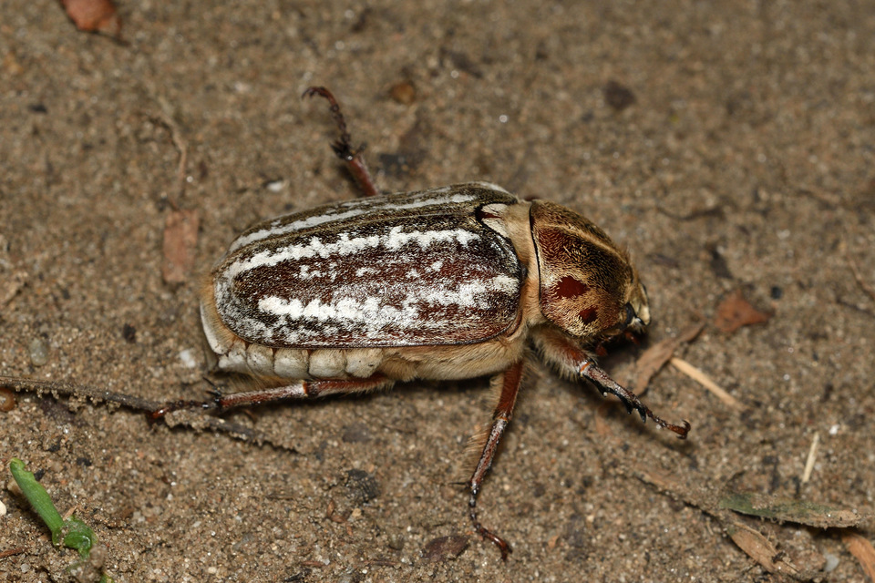 Anoxia orientalis - keleti cserebogár