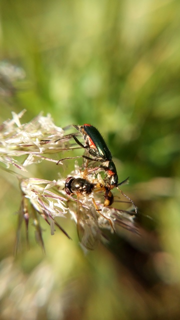 Malachius bipustulatus - kétfoltos bibircsesbogár