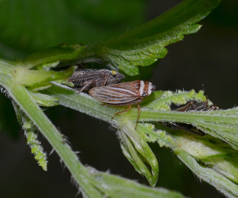 Aphrodes makarovi
