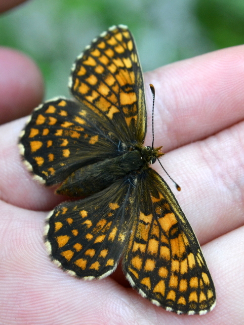 Melitaea athalia - közönséges tarkalepke