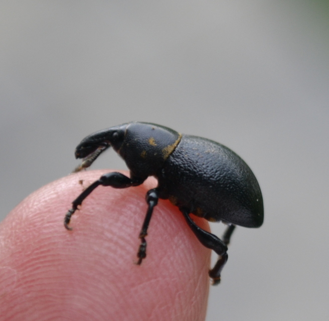 Liparus coronatus - kis turbolyaormányos