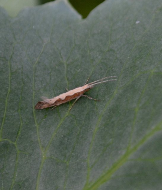 Plutella xylostella - káposztamoly