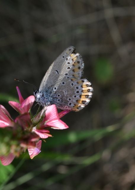 Plebejus argyrognomon - tintakék boglárka