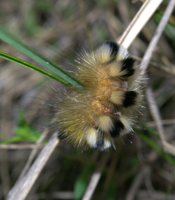 Gynaephora fascelina - vesszős szövő
