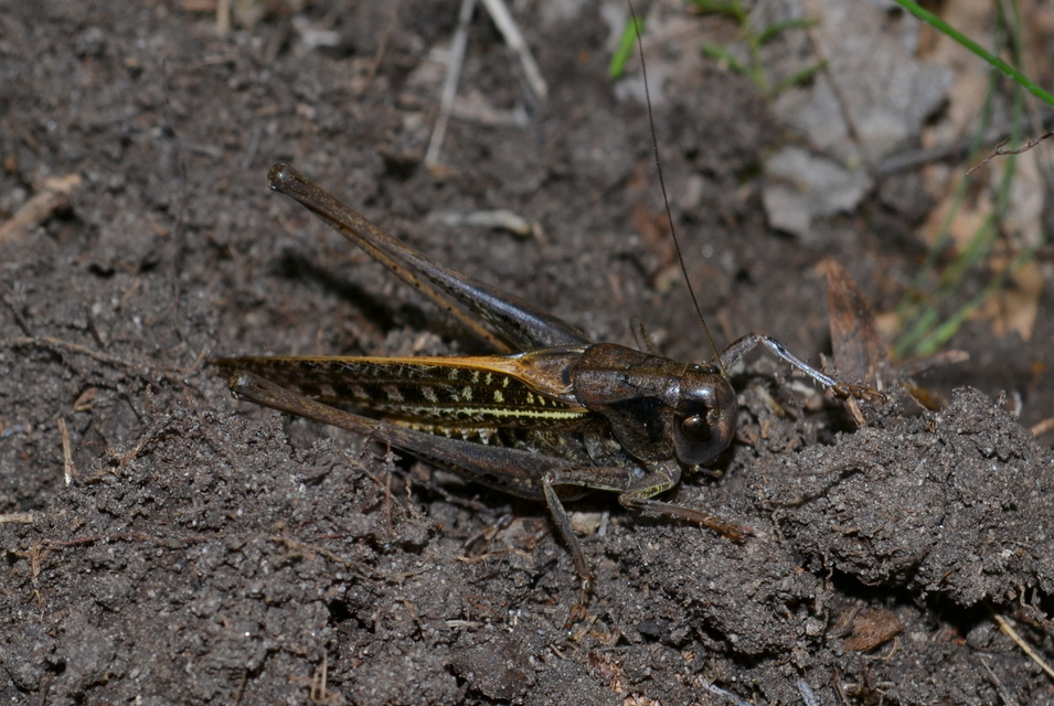 Decticus verrucivorus - szemölcsevő szöcske