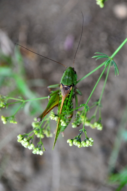 Decticus verrucivorus - szemölcsevő szöcske