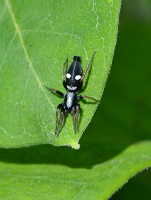 Aphantaulax cincta/trifasciata