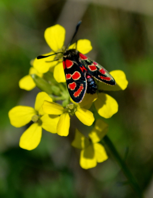 Zygaena carniolica - fehérgyűrűs csüngőlepke