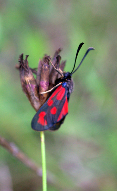 Zygaena loti - közönséges csüngőlepke