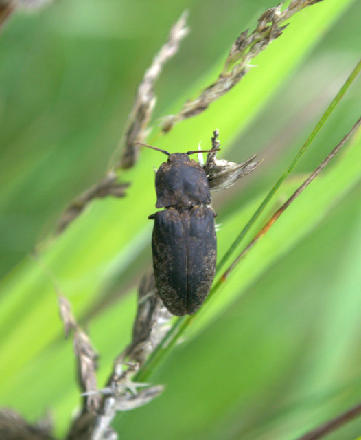 Agrypnus murinus - egérszínű pikkelyespattanó