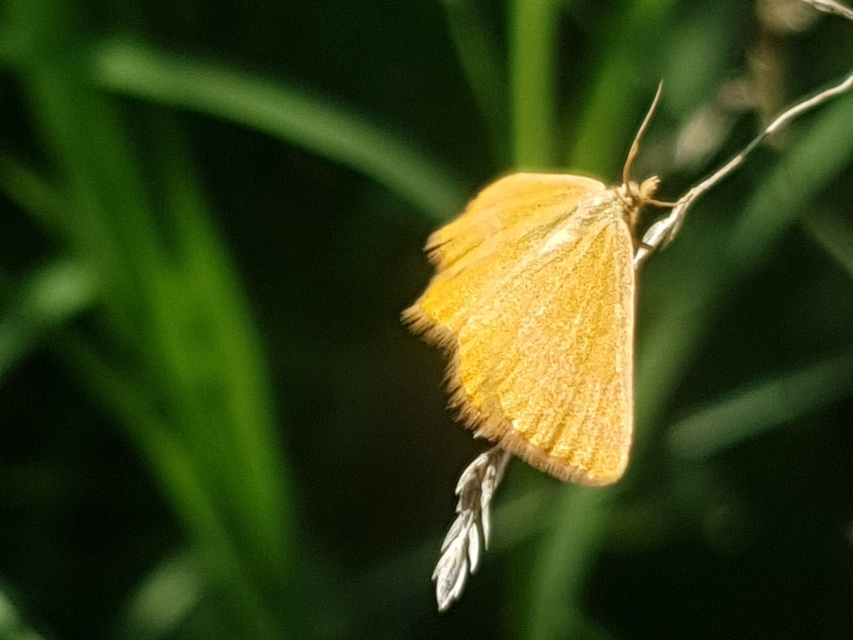 Lythria purpuraria - bíborsávos araszoló