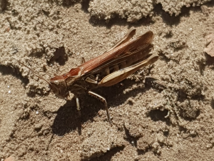 Chorthippus (Glyptobothrus) (subgenus)