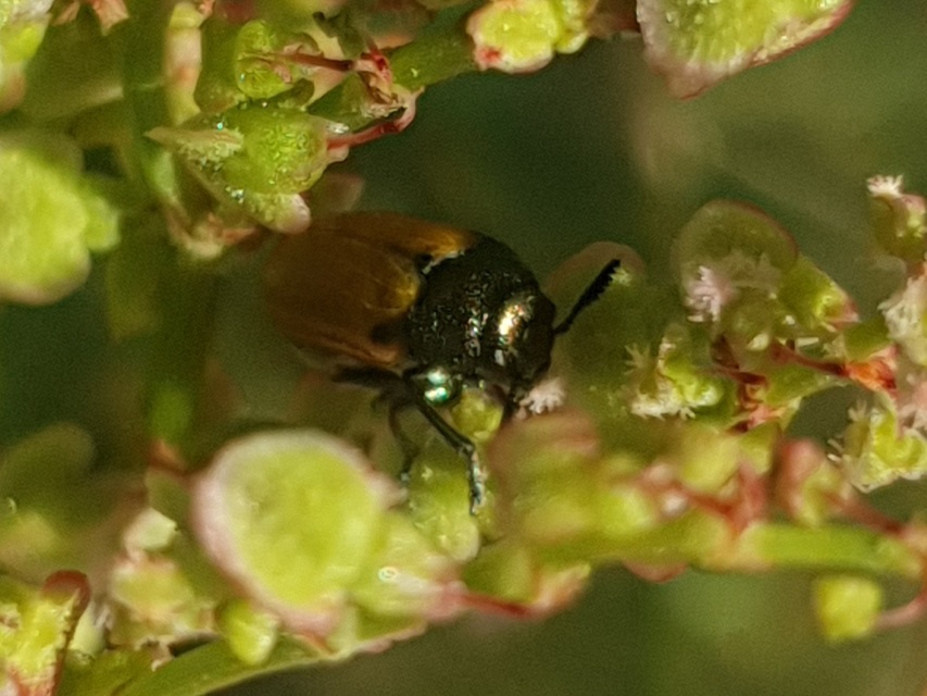 Labidostomis Labidostomis