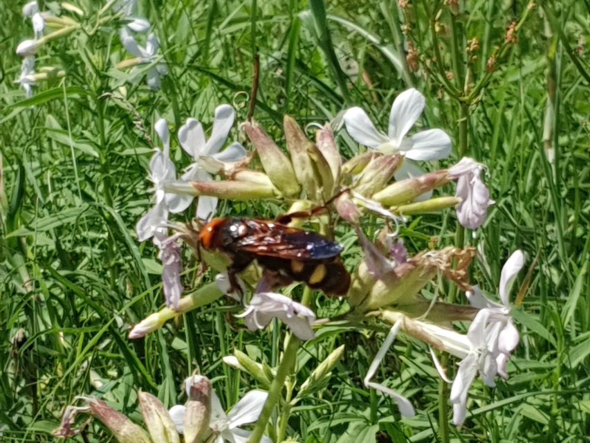 Megascolia maculata - óriás-tőrösdarázs