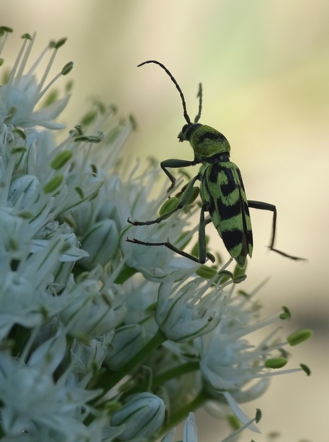 Chlorophorus varius - díszes darázscincér
